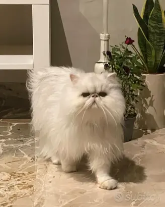 Gatto Persiano