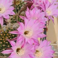 Pianta grassa ECHINOPSIS 