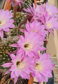 Pianta grassa ECHINOPSIS 