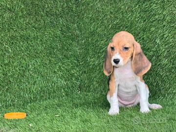 Beagle