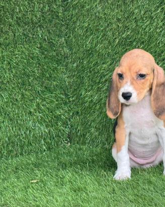 Beagle