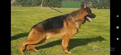 Pastore tedesco