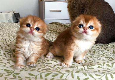 5 scottish gattini (un e mezzo mesi)