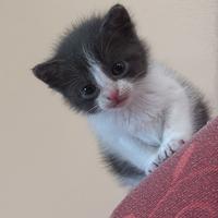 Cuccioli di gatti