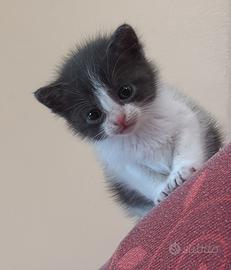 Cuccioli di gatti