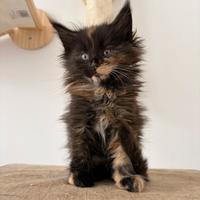 Maine coon con pedigree