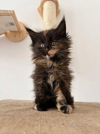 Maine coon con pedigree