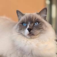 Ragdoll maschio per monta
