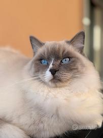 Ragdoll maschio per monta