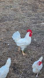 Gallo