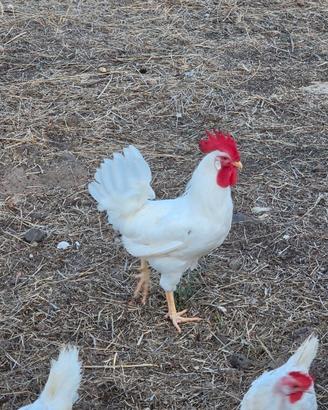 Gallo