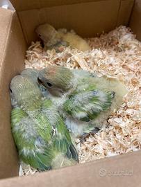 Pulli di inseparabili