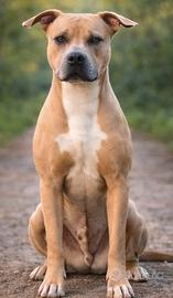 Femmina pitbull