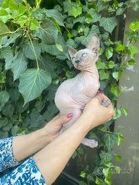 Femmina di gatto Sphynx