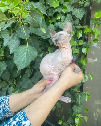 Femmina di gatto Sphynx
