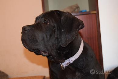 Cucciolo cane corso