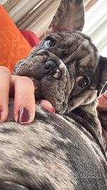 Bulldog francese
