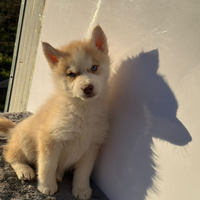 Siberyan Husky con Pedigree