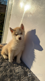 Siberyan Husky con Pedigree