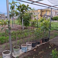 alberi piante nespole