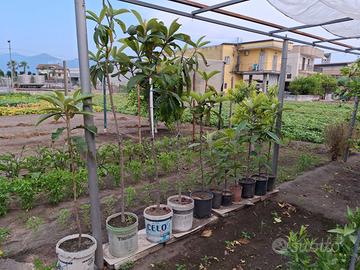 alberi piante nespole