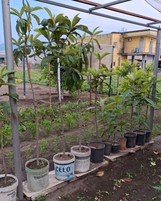 alberi piante nespole
