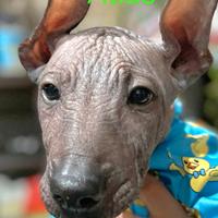 Cuccioli di Xoloitzcuintli (Cane Nudo Messicano)