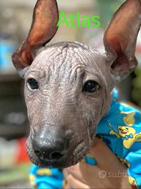 Cuccioli di Xoloitzcuintli (Cane Nudo Messicano)