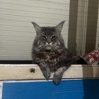 Maine coon