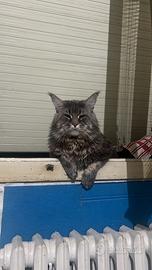 Maine coon