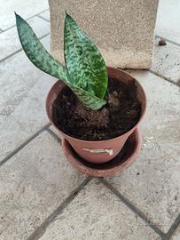 Sansevieria