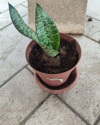 Sansevieria