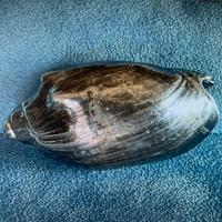 Conchiglia in argento L’Argentiere