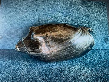 Conchiglia in argento L’Argentiere