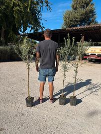 Pianta olivo frantoio eta 2 anni altezza 210 cm
