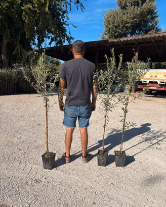 Pianta olivo frantoio eta 2 anni altezza 210 cm