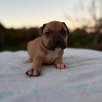 Amstaff