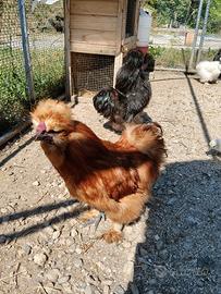 Galline moroseta