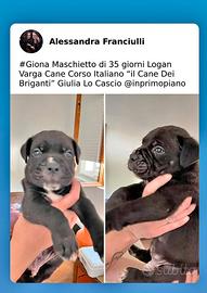 cuccioli disponibili 