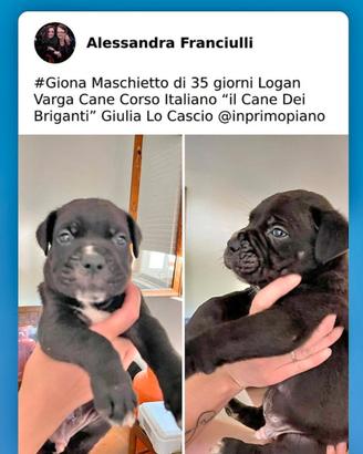 cuccioli disponibili 