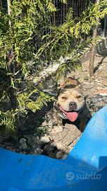 American bully femmina
