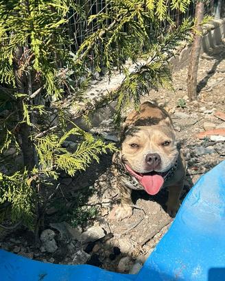 American bully femmina