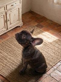 Cucciolo bulldog francese bringee