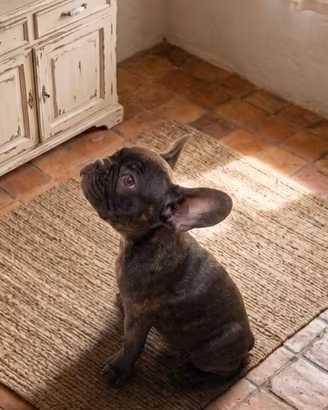 Cucciolo bulldog francese bringee