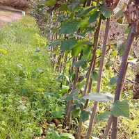 Piante di nocciole