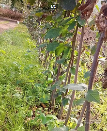 Piante di nocciole