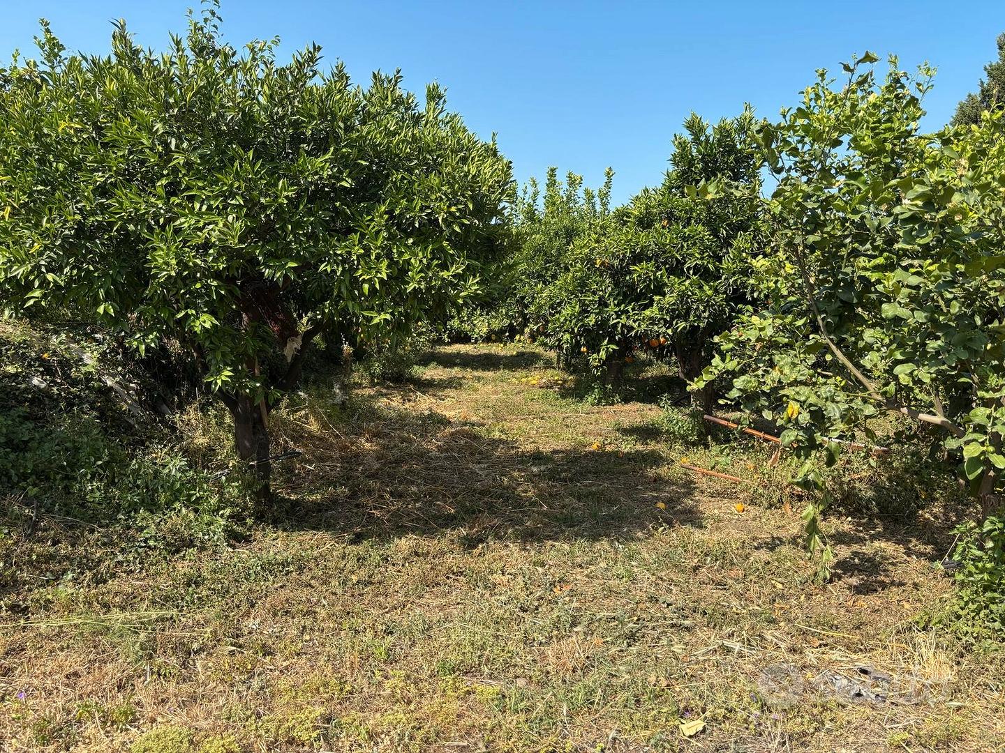 Piedimonte Etneo Terreno Agricolo di 6000mq - Altro