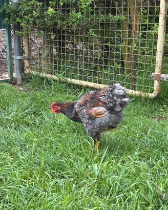 Gallo Wyandotte