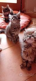 Mainecoon cuccioli