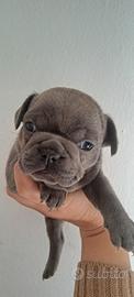 Cucciola bulldog francese blu